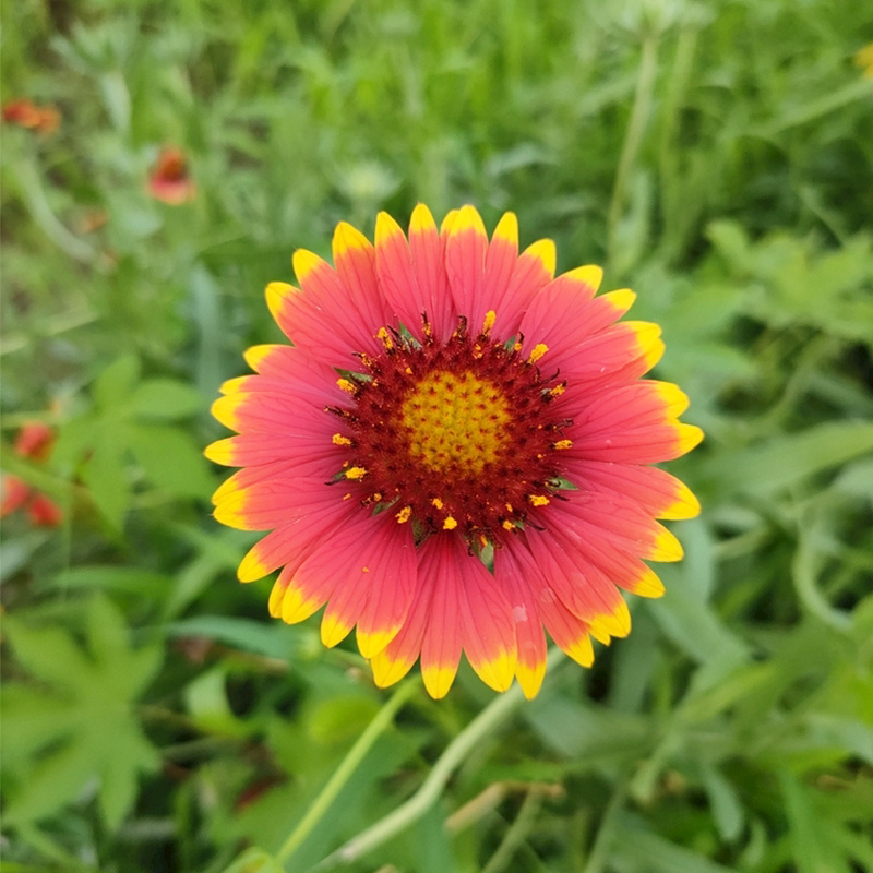 天人菊种子秋播草花种子耐寒多年生虎皮菊种子园林景观绿化花