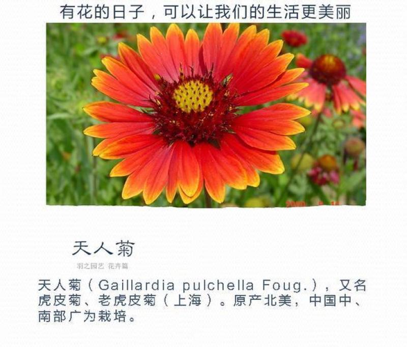 天人菊种子秋播草花种子耐寒多年生虎皮菊种子园林景观绿化花