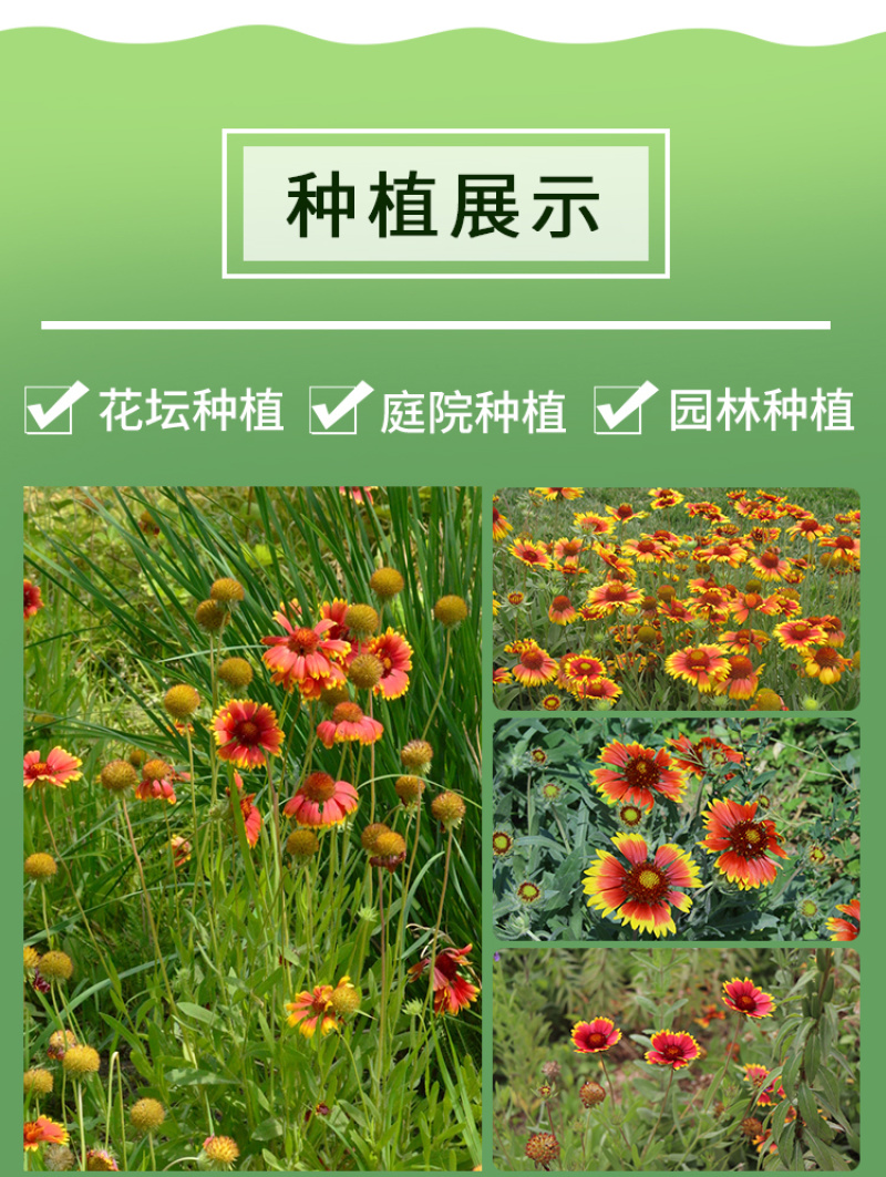 天人菊种子秋播草花种子耐寒多年生虎皮菊种子园林景观绿化花