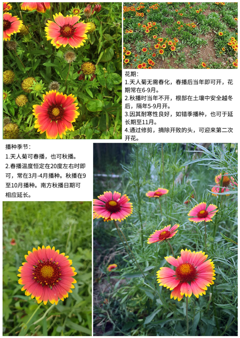 天人菊种子秋播草花种子耐寒多年生虎皮菊种子园林景观绿化花