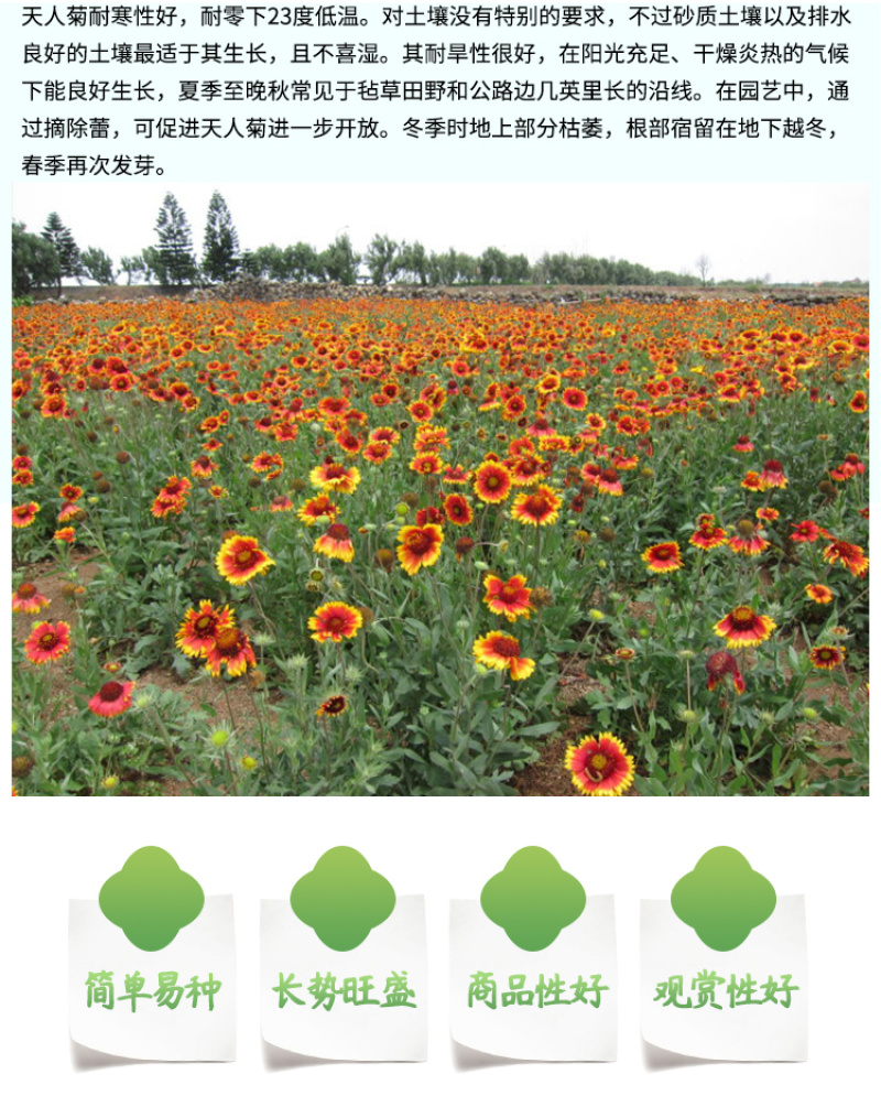 天人菊种子秋播草花种子耐寒多年生虎皮菊种子园林景观绿化花