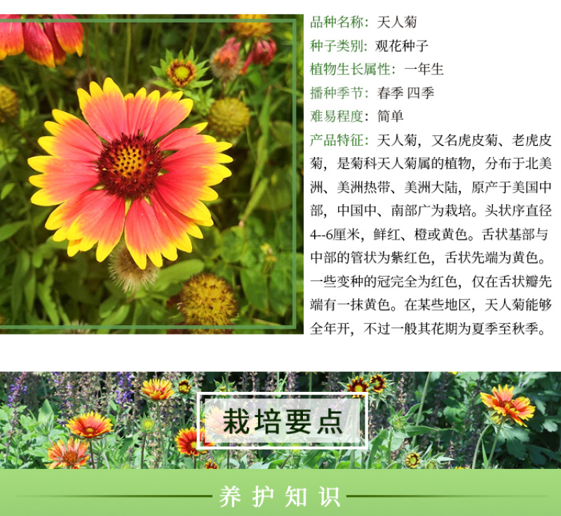 天人菊种子秋播草花种子耐寒多年生虎皮菊种子园林景观绿化花