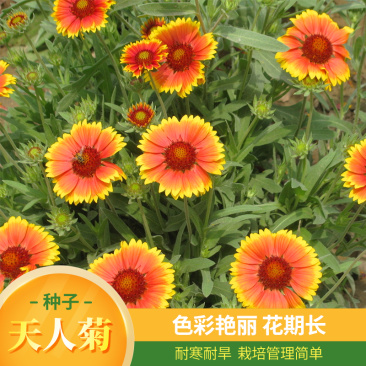 天人菊种子秋播草花种子耐寒多年生虎皮菊种子园林景观绿化花
