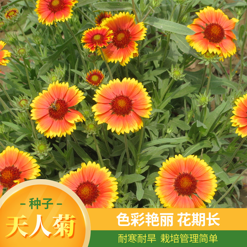 天人菊种子秋播草花种子耐寒多年生虎皮菊种子园林景观绿化花