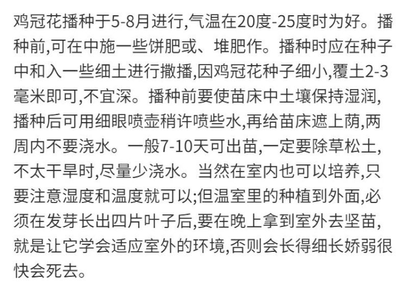 鸡冠花花籽春播白色扇状红黄凤尾庭院室外耐旱易活盆栽鸡冠花