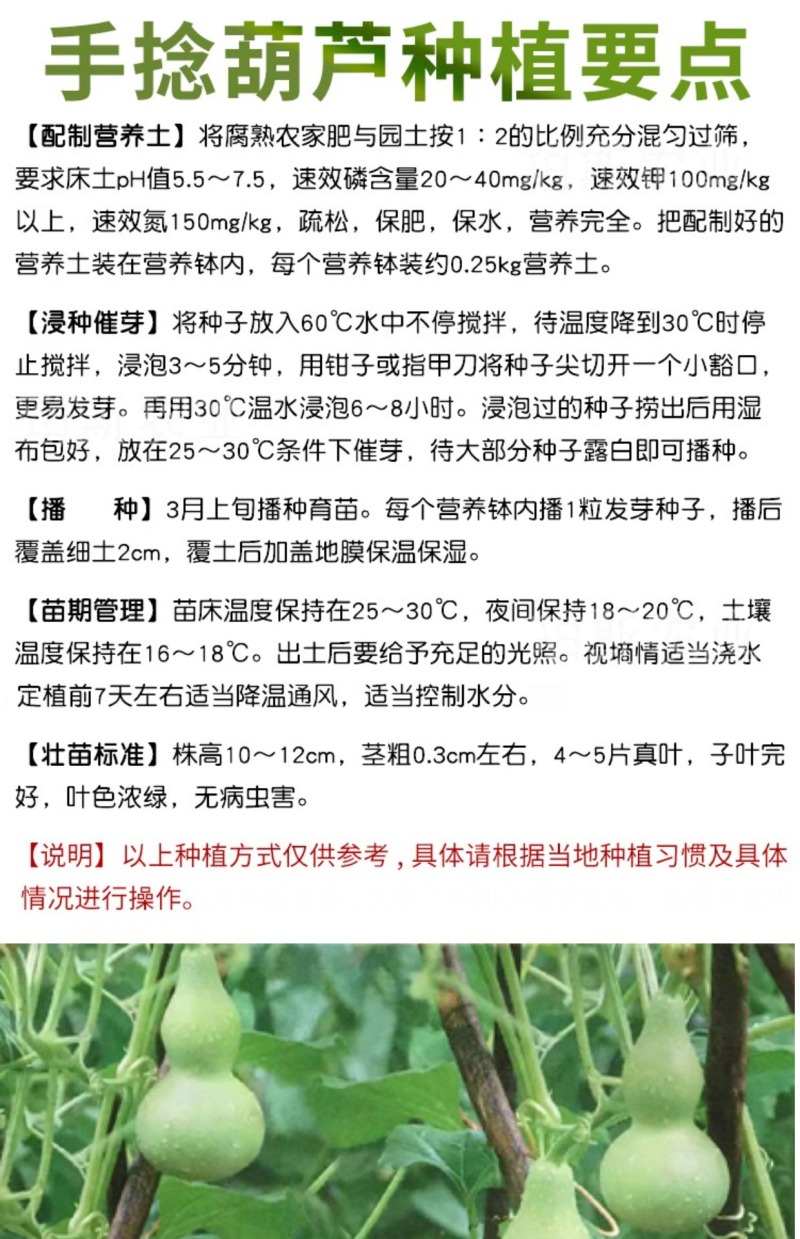 手捻葫芦种子盆栽迷你小葫芦手玩种籽观赏爬藤阳台庭院植物