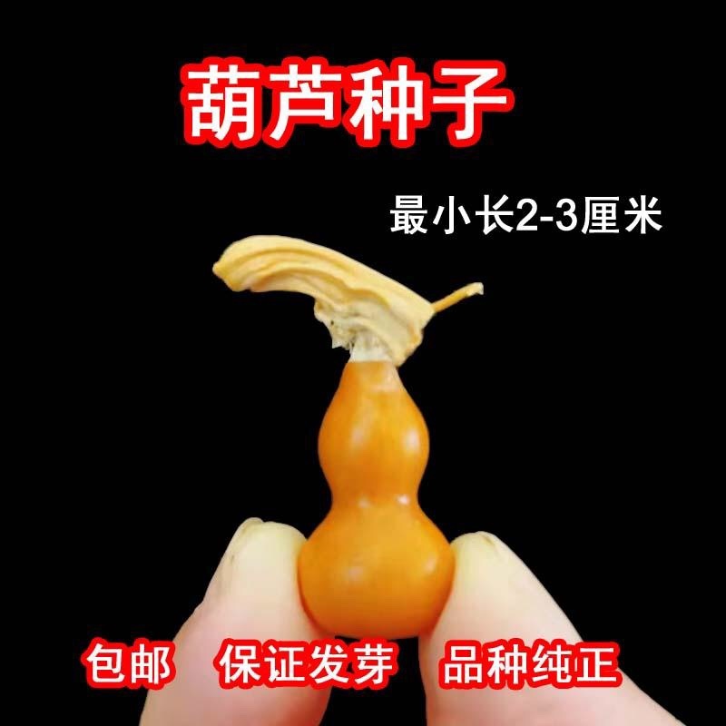 手捻葫芦种子盆栽迷你小葫芦手玩种籽观赏爬藤阳台庭院植物