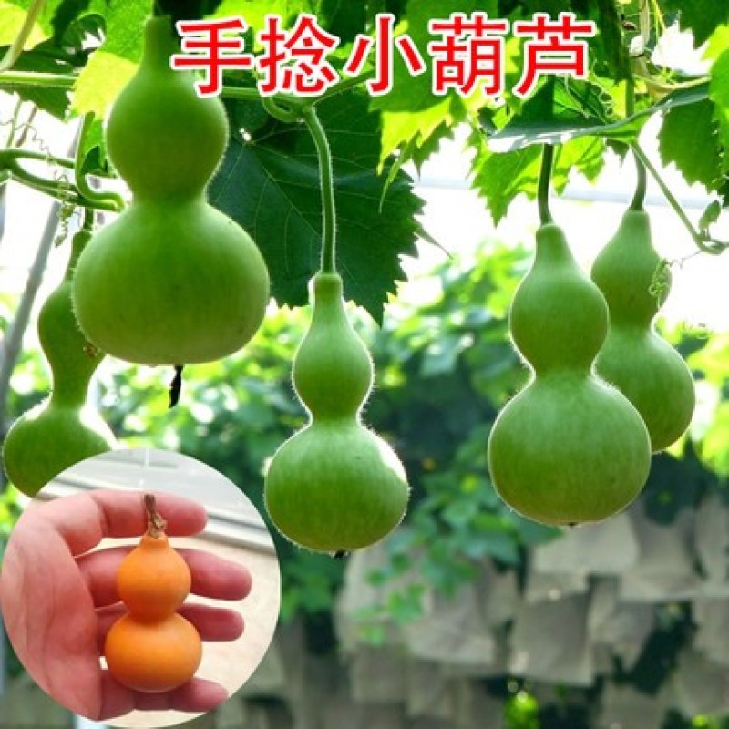 手捻葫芦种子盆栽迷你小葫芦手玩种籽观赏爬藤阳台庭院植物