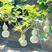 手捻葫芦种子盆栽迷你小葫芦手玩种籽观赏爬藤阳台庭院植物