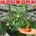 手捻葫芦种子盆栽迷你小葫芦手玩种籽观赏爬藤阳台庭院植物