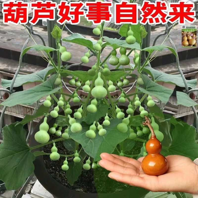 手捻葫芦种子盆栽迷你小葫芦手玩种籽观赏爬藤阳台庭院植物