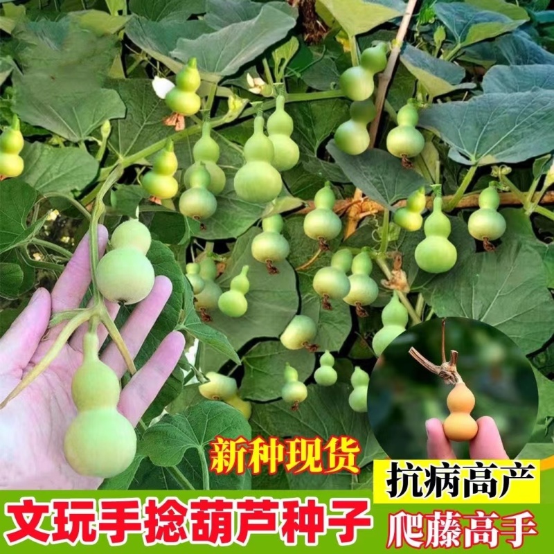 手捻葫芦种子盆栽迷你小葫芦手玩种籽观赏爬藤阳台庭院植物
