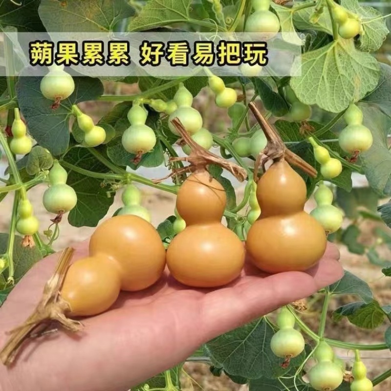 手捻葫芦种子盆栽迷你小葫芦手玩种籽观赏爬藤阳台庭院植物