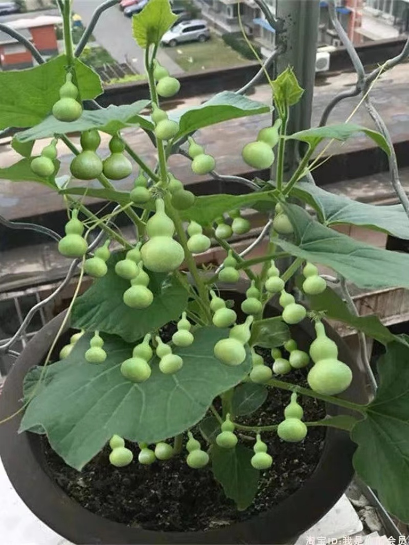 手捻葫芦种子盆栽迷你小葫芦手玩种籽观赏爬藤阳台庭院植物
