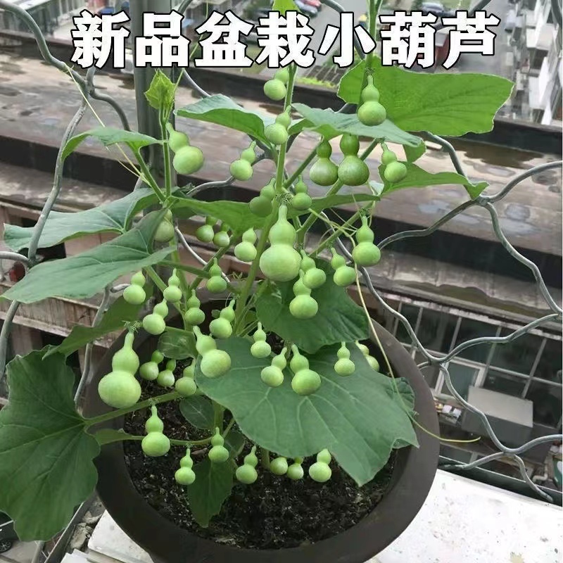 手捻葫芦种子盆栽迷你小葫芦手玩种籽观赏爬藤阳台庭院植物