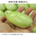 玉女黄瓜种子早熟脆甜拇指金童无刺小水果黄瓜种子高产20粒