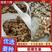 川姜，窖姜产地直供，优质白口竹根姜种，包回收一条龙服务，