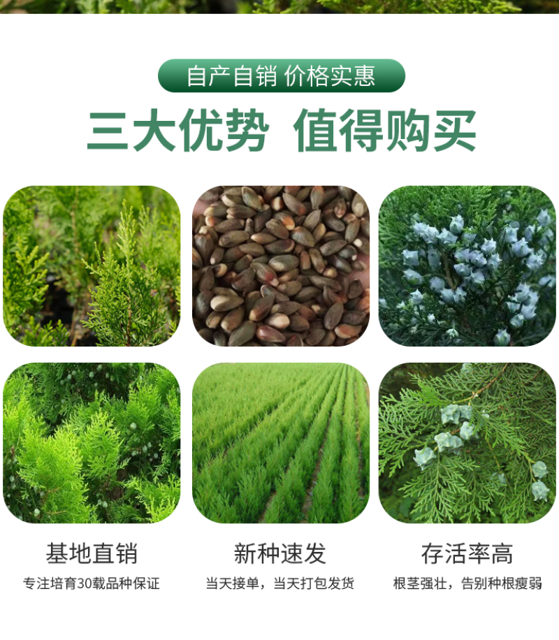新采侧柏种子柏树籽枕头颈椎侧柏壳助睡眠花柏扁柏决明子