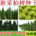 新采侧柏种子柏树籽枕头颈椎侧柏壳助睡眠花柏扁柏决明子