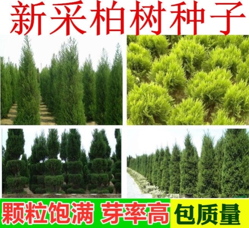 新采侧柏种子柏树籽枕头颈椎侧柏壳助睡眠花柏扁柏决明子