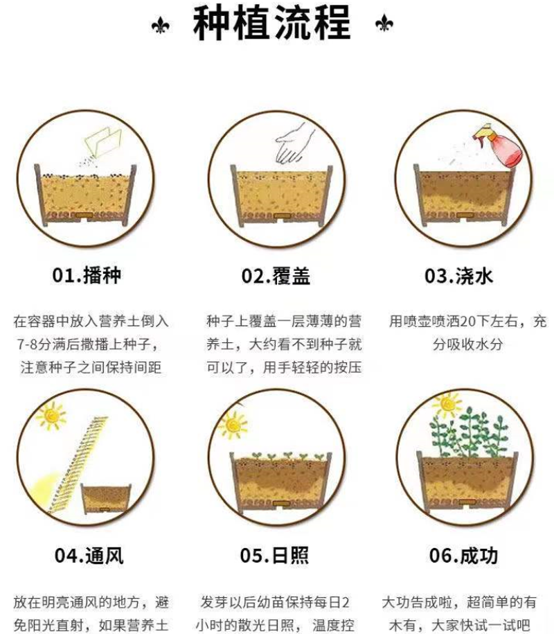 新采侧柏种子柏树籽枕头颈椎侧柏壳助睡眠花柏扁柏决明子