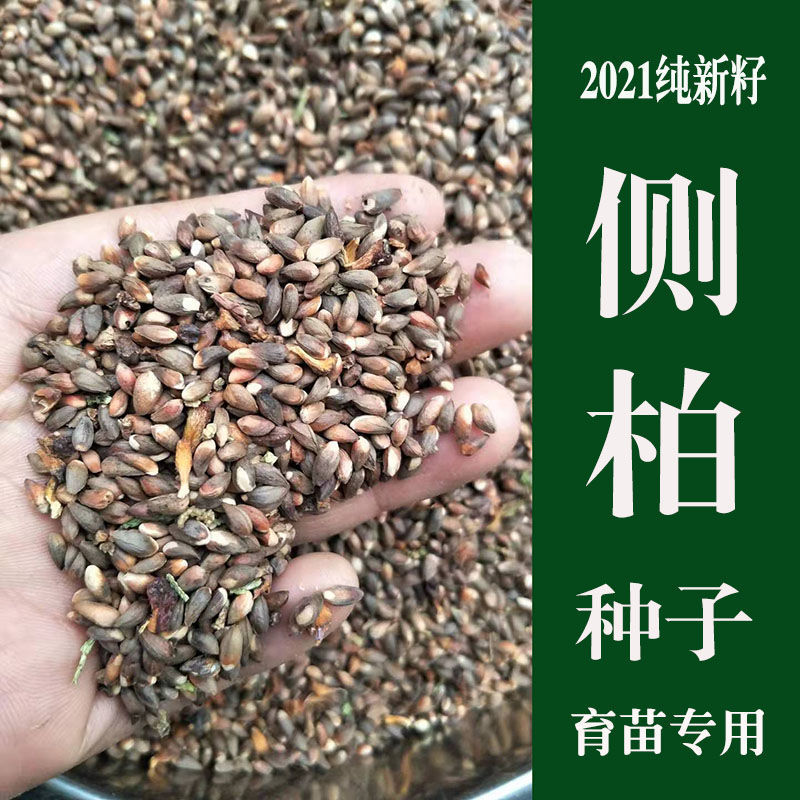 新采侧柏种子柏树籽枕头颈椎侧柏壳助睡眠花柏扁柏决明子