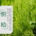 新采侧柏种子柏树籽枕头颈椎侧柏壳助睡眠花柏扁柏决明子
