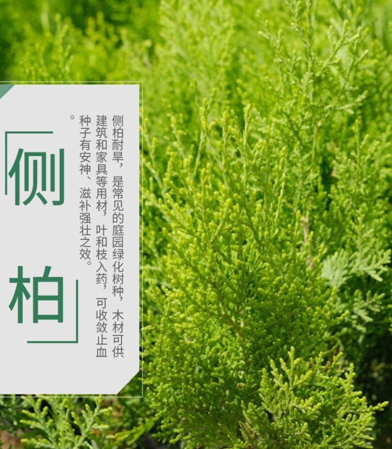 新采侧柏种子柏树籽枕头颈椎侧柏壳助睡眠花柏扁柏决明子