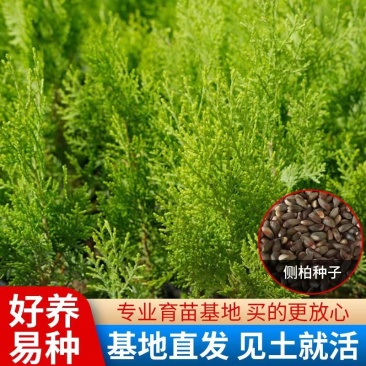新采侧柏种子柏树籽枕头颈椎侧柏壳助睡眠花柏扁柏决明子