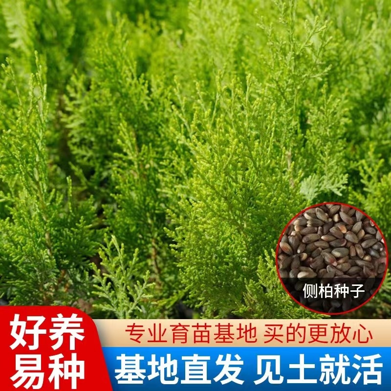 新采侧柏种子柏树籽枕头颈椎侧柏壳助睡眠花柏扁柏决明子