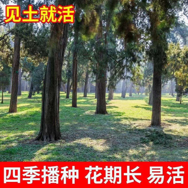 新采侧柏种子柏树籽枕头颈椎侧柏壳助睡眠花柏扁柏决明子