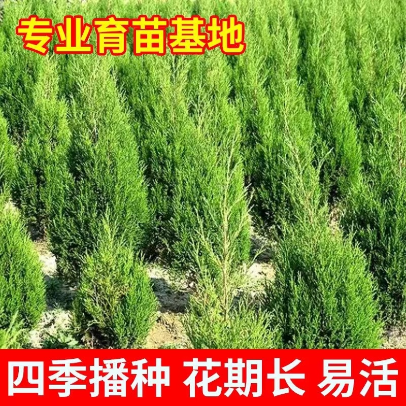 新采侧柏种子柏树籽枕头颈椎侧柏壳助睡眠花柏扁柏决明子