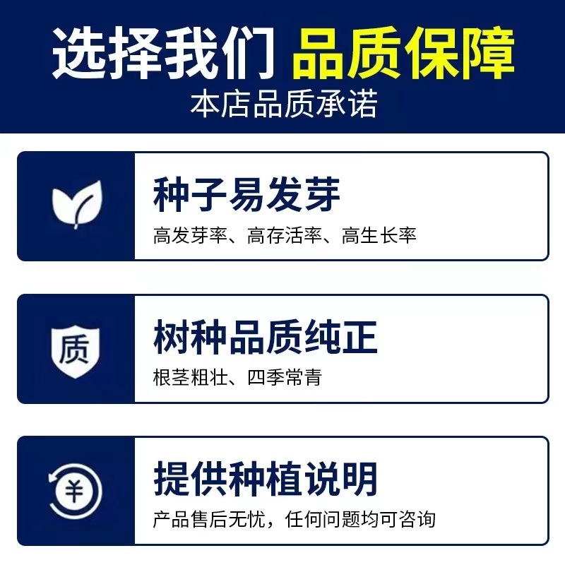 新采侧柏种子柏树籽枕头颈椎侧柏壳助睡眠花柏扁柏决明子