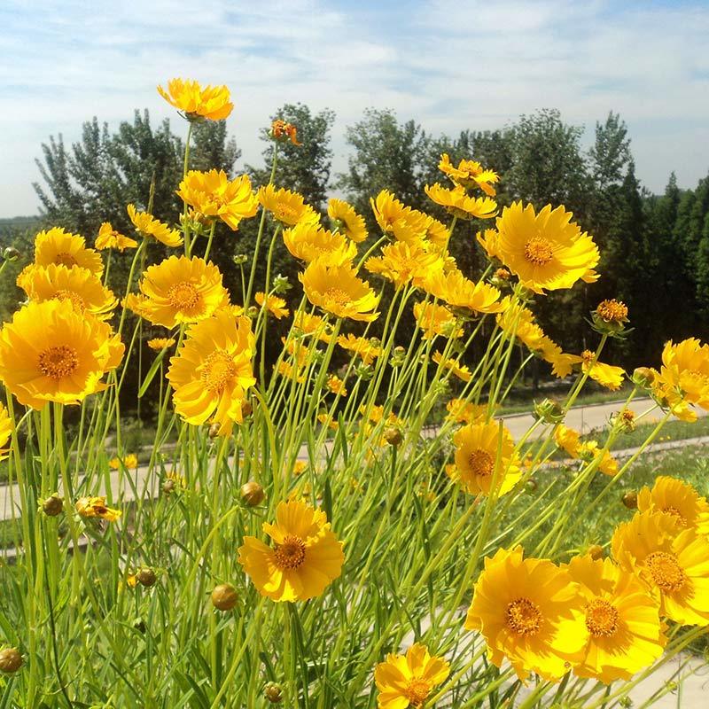 大花金鸡菊种子四季种野菊花种子花海绿化多年生宿根花草种子