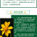 大花金鸡菊种子四季种野菊花种子花海绿化多年生宿根花草种子