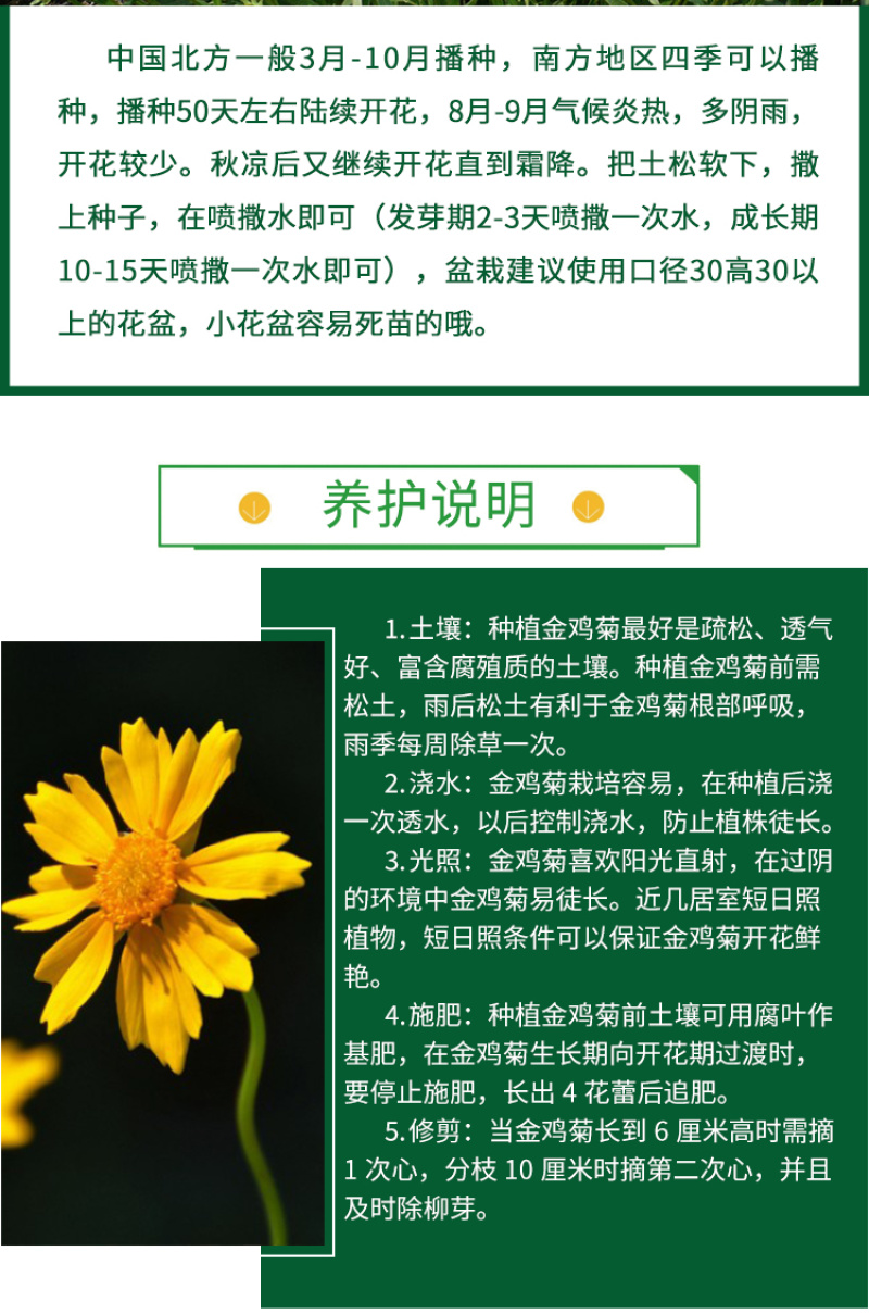 大花金鸡菊种子四季种野菊花种子花海绿化多年生宿根花草种子