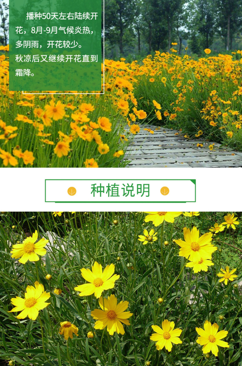 大花金鸡菊种子四季种野菊花种子花海绿化多年生宿根花草种子