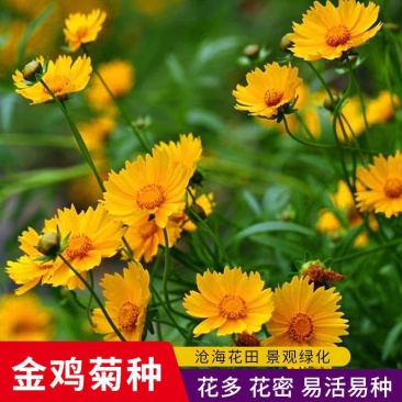 大花金鸡菊种子四季种野菊花种子花海绿化多年生宿根花草种子