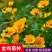 大花金鸡菊种子四季种野菊花种子花海绿化多年生宿根花草种子