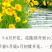 大花金鸡菊种子四季种野菊花种子花海绿化多年生宿根花草种子