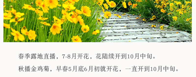 大花金鸡菊种子四季种野菊花种子花海绿化多年生宿根花草种子