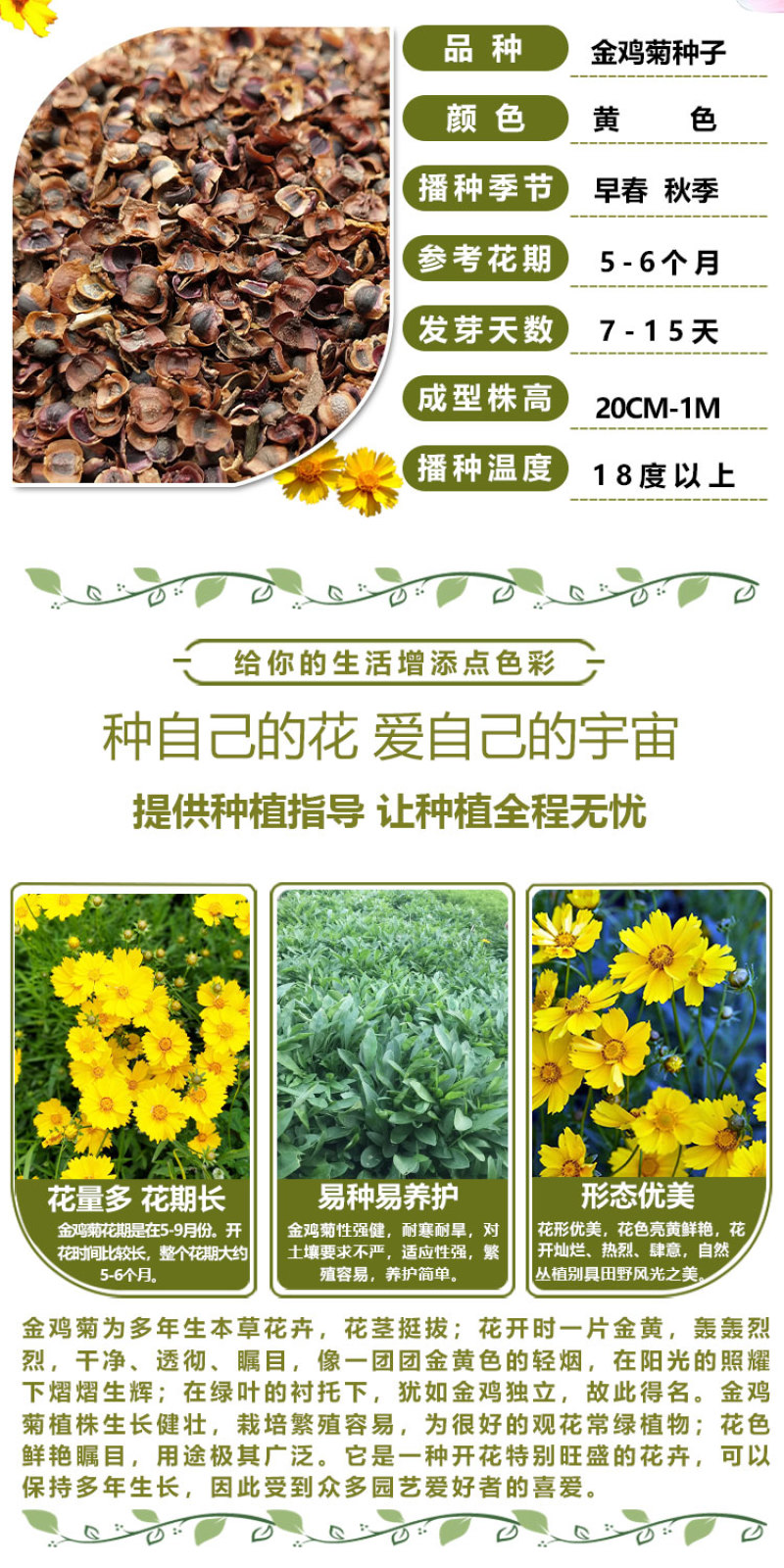 大花金鸡菊种子四季种野菊花种子花海绿化多年生宿根花草种子