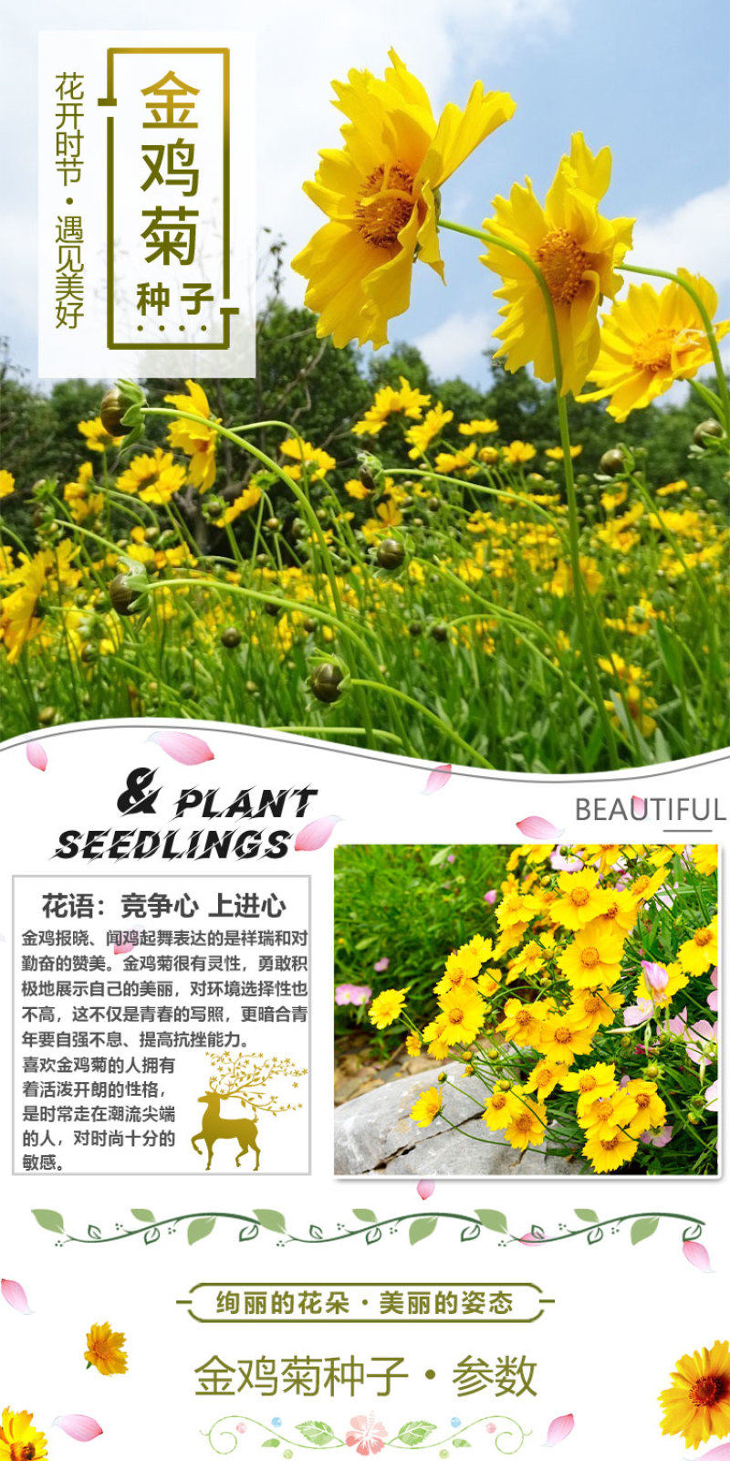 大花金鸡菊种子四季种野菊花种子花海绿化多年生宿根花草种子