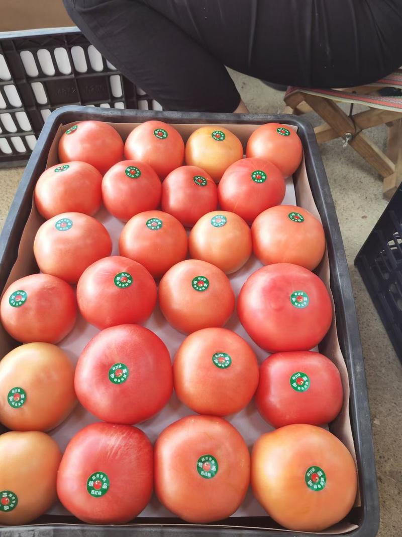 开封沙瓤硬粉西红柿硬度好货源充足价格优惠产地直发