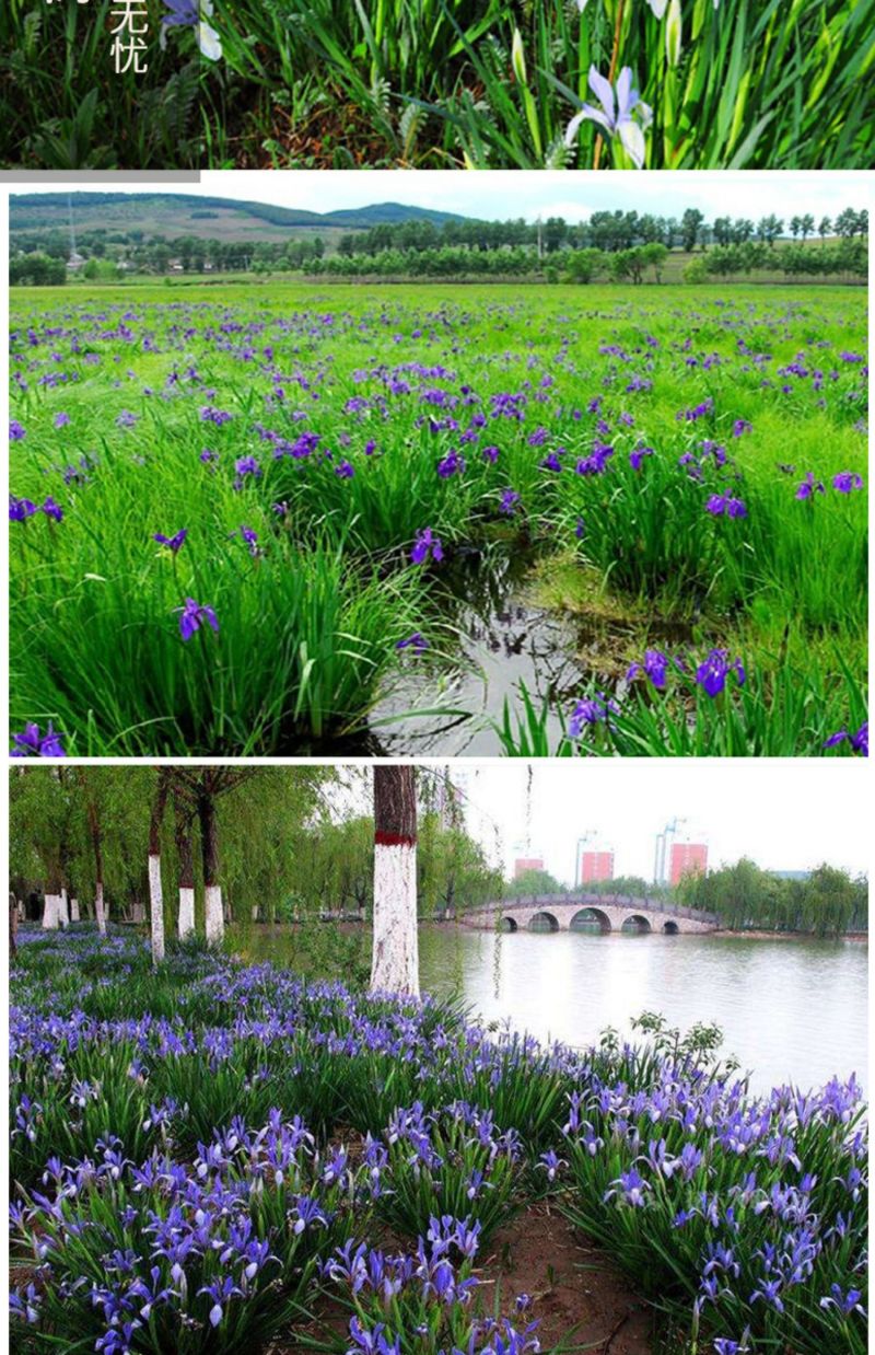 马兰花种马莲种子马莲花蝴蝶花多年生宿根马蔺种子马韭