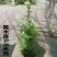 黄木香花苗爬藤植物红白木香树苗大苗室内庭院四季开花卉盆栽