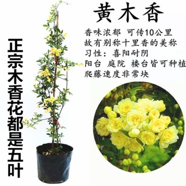 黄木香花苗爬藤植物红白木香树苗大苗室内庭院四季开花卉盆栽