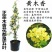 黄木香花苗爬藤植物红白木香树苗大苗室内庭院四季开花卉盆栽