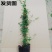 黄木香花苗爬藤植物红白木香树苗大苗室内庭院四季开花卉盆栽