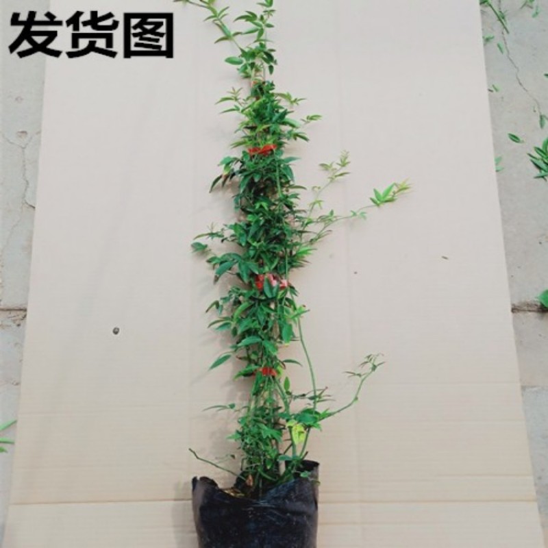 黄木香花苗爬藤植物红白木香树苗大苗室内庭院四季开花卉盆栽